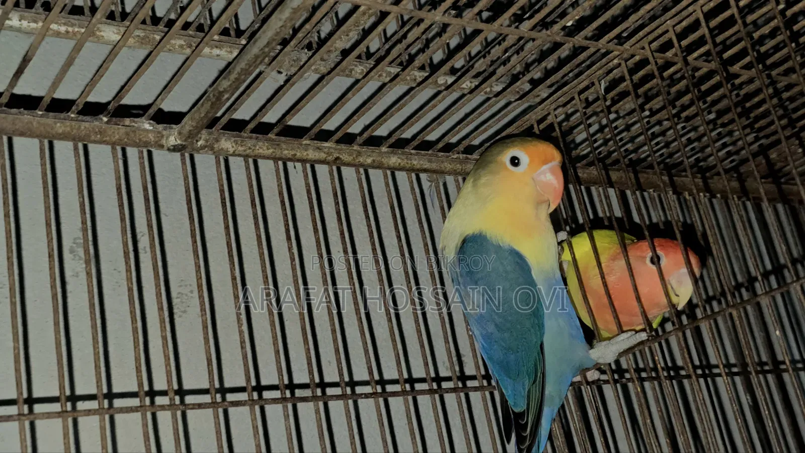 পারব্লু ওপালিন লাভবার্ড