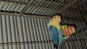 পারব্লু ওপালিন লাভবার্ড
