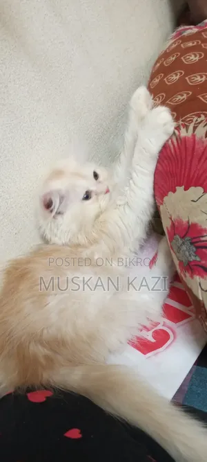 1-3 Months Female Purebred Persian