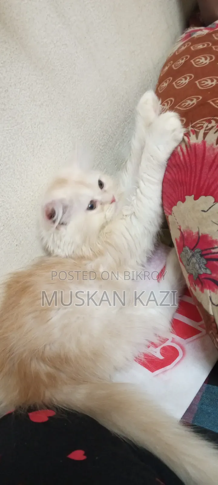 1-3 Months Female Purebred Persian