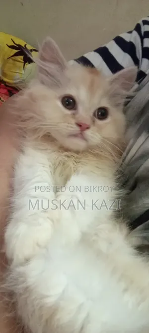 1-3 Months Female Purebred Persian