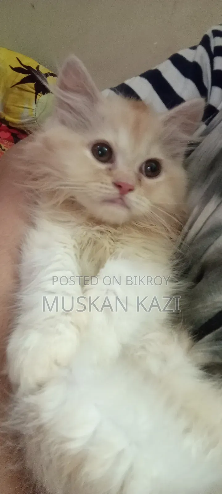 1-3 Months Female Purebred Persian