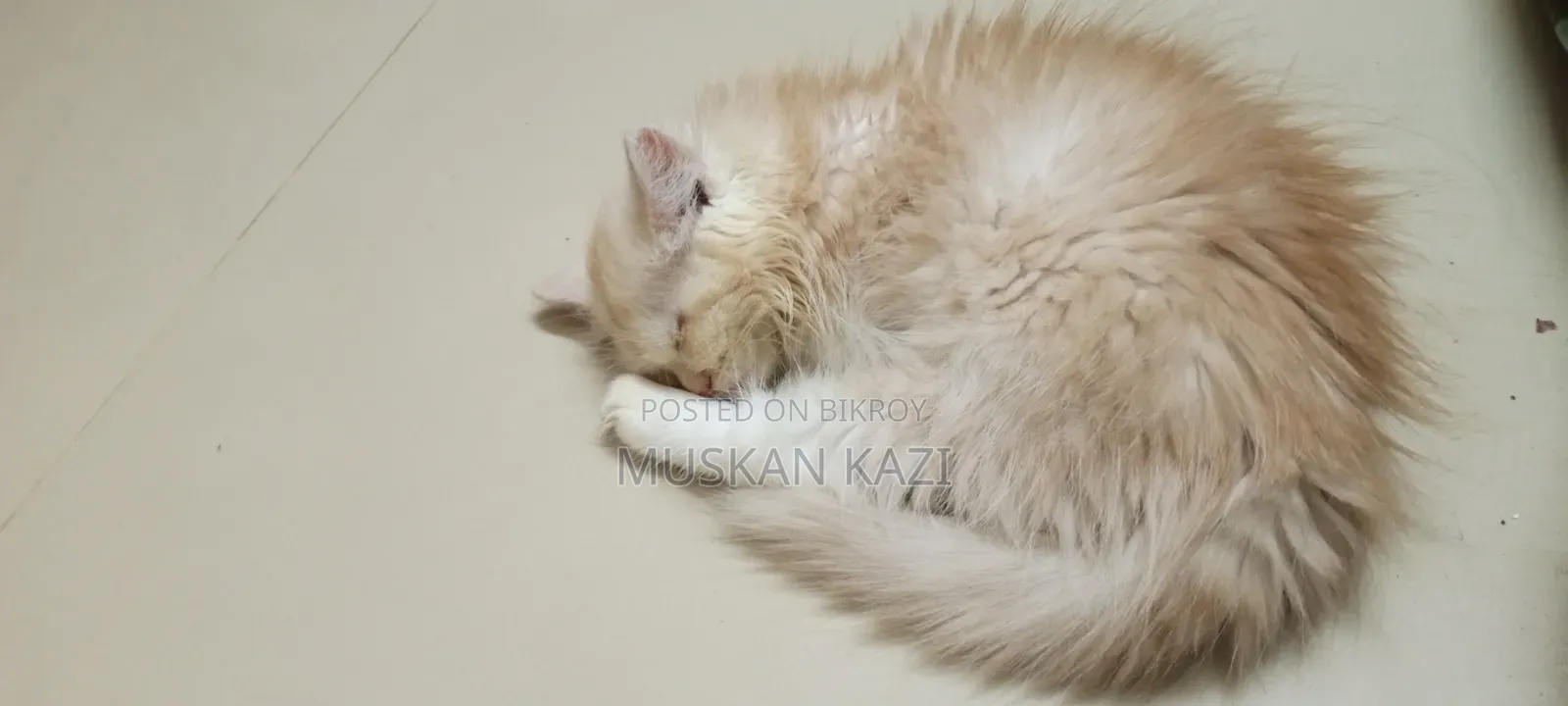 1-3 Months Female Purebred Persian