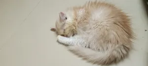 1-3 Months Female Purebred Persian