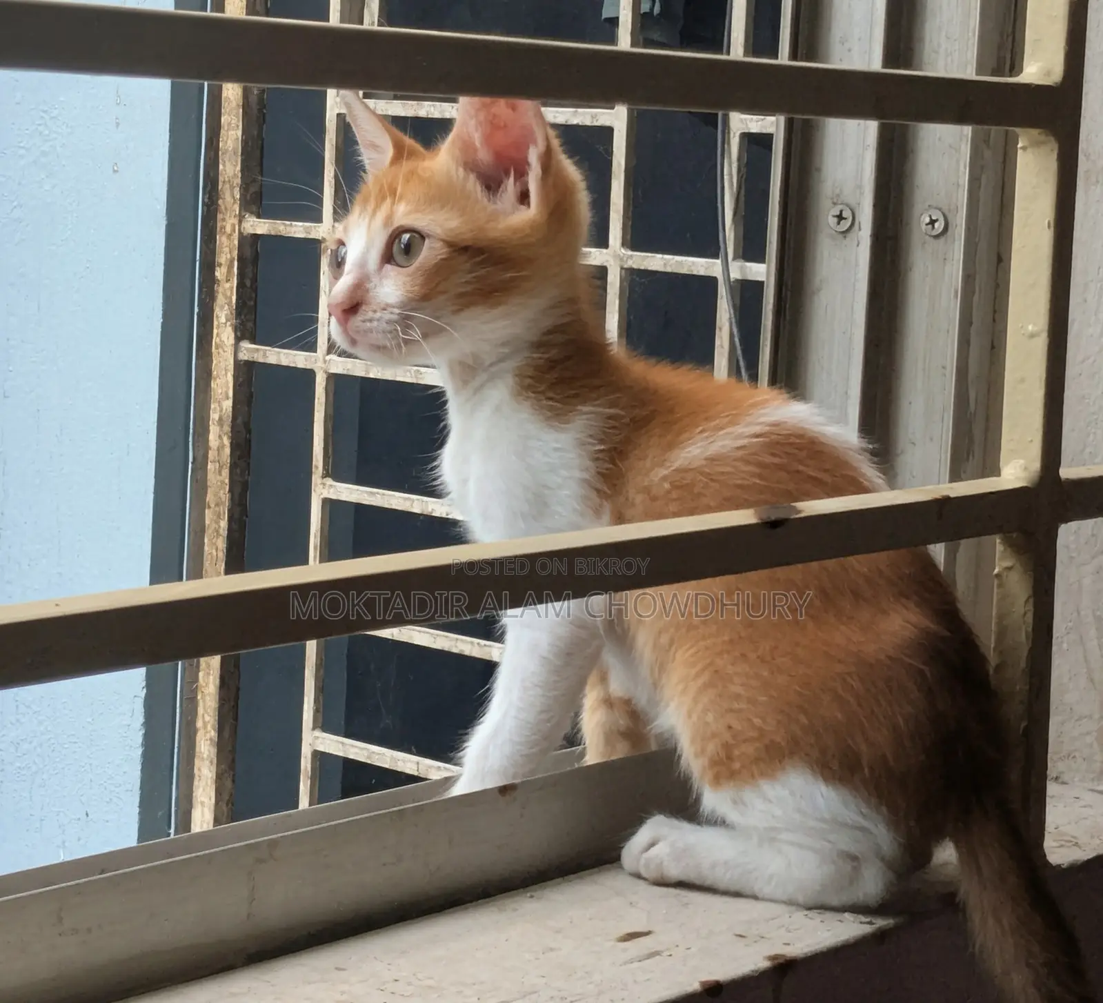 1-3 Months Female Purebred Bengal