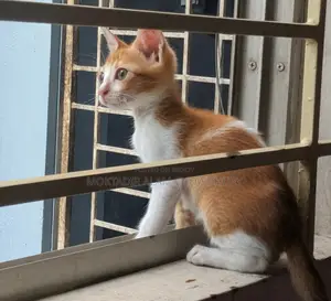 1-3 Months Female Purebred Bengal
