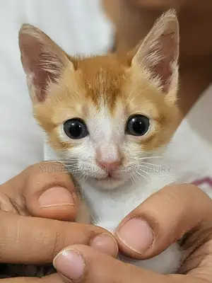 1-3 Months Female Purebred Bengal