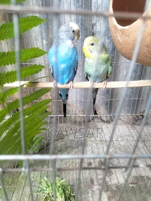 বাজিগোর লাভ বার্ড