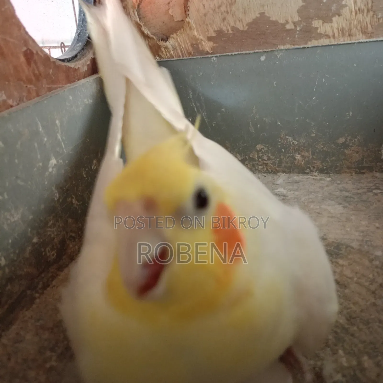 ২ জোড়া রানিং ককাটেল সেল হবে