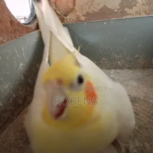 ২ জোড়া রানিং ককাটেল সেল হবে