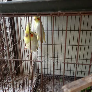 ২ জোড়া রানিং ককাটেল সেল হবে