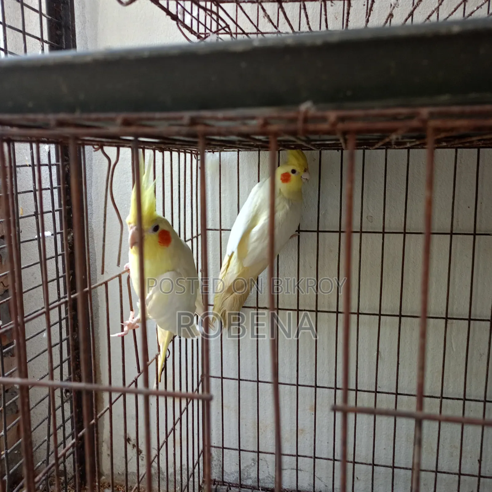 ২ জোড়া রানিং ককাটেল সেল হবে