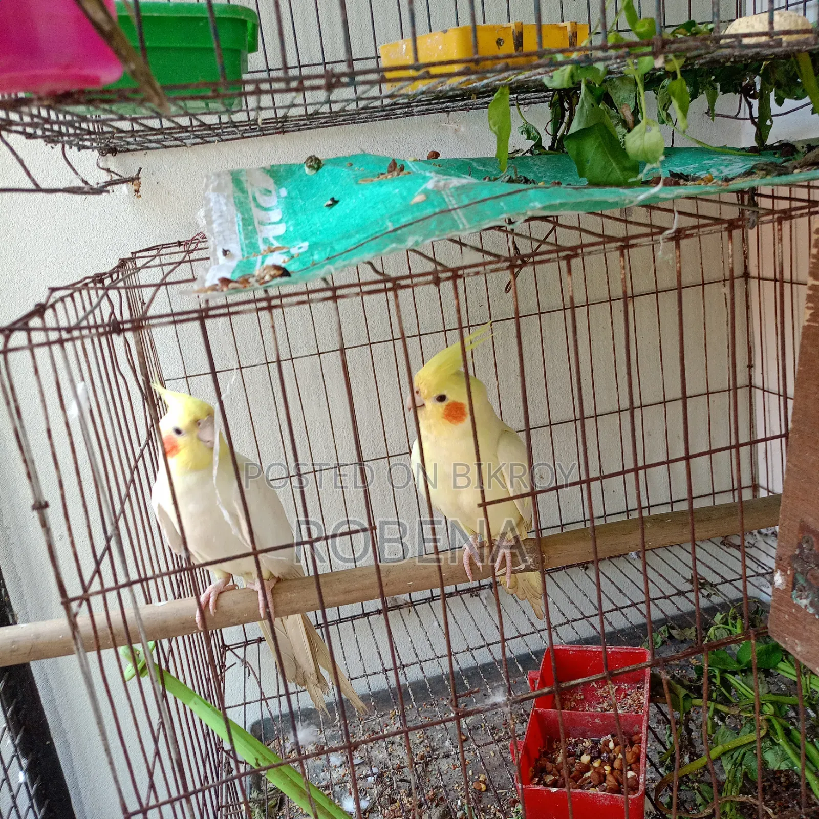২ জোড়া রানিং ককাটেল সেল হবে