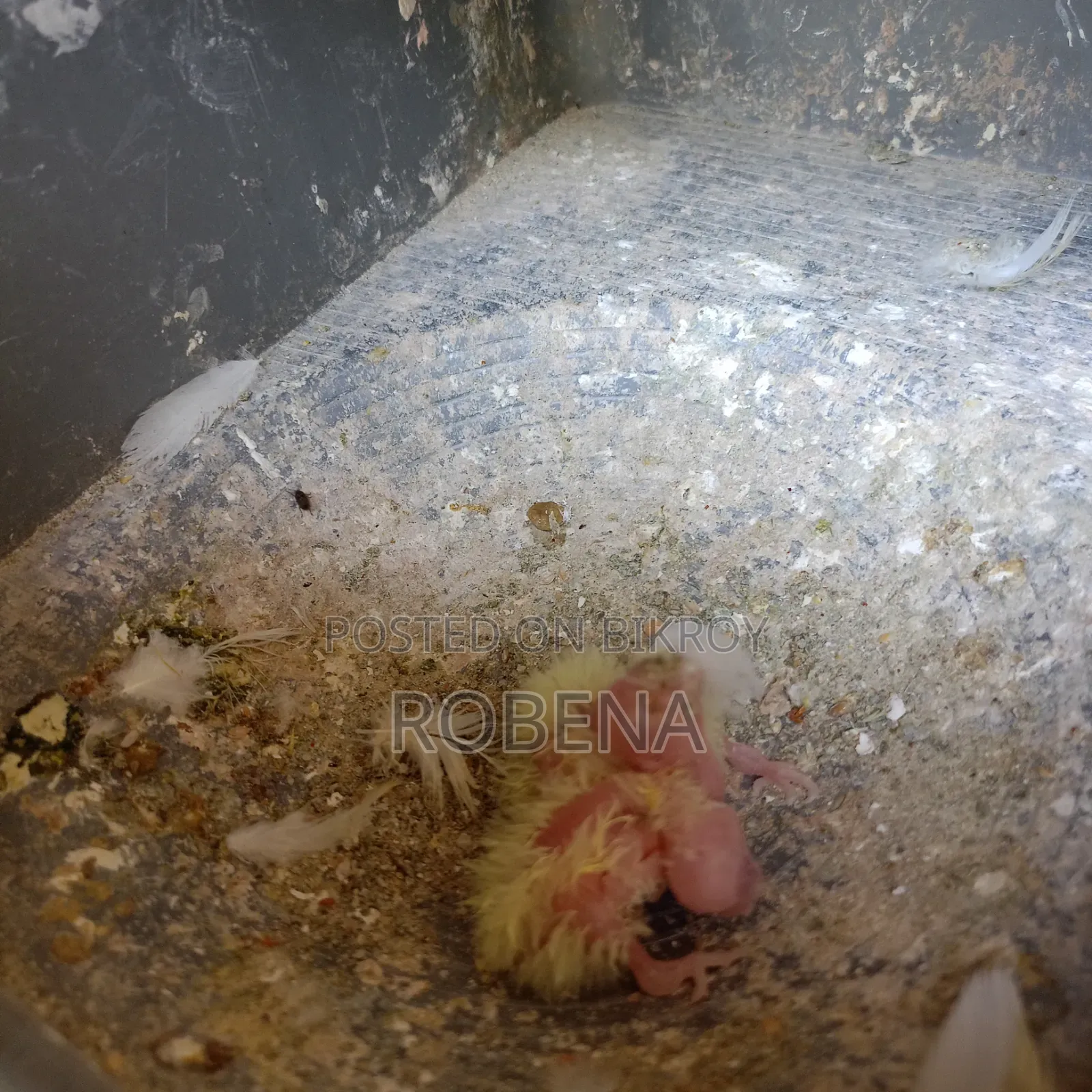 ২ জোড়া রানিং ককাটেল সেল হবে