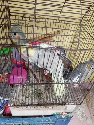 ককাটেইল পাখি