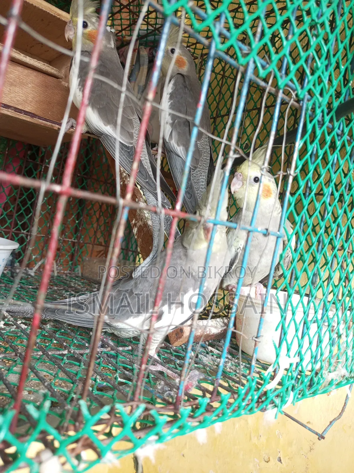 ককাটেইল পাখি