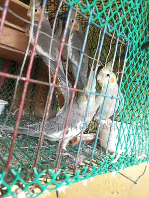 ককাটেইল পাখি
