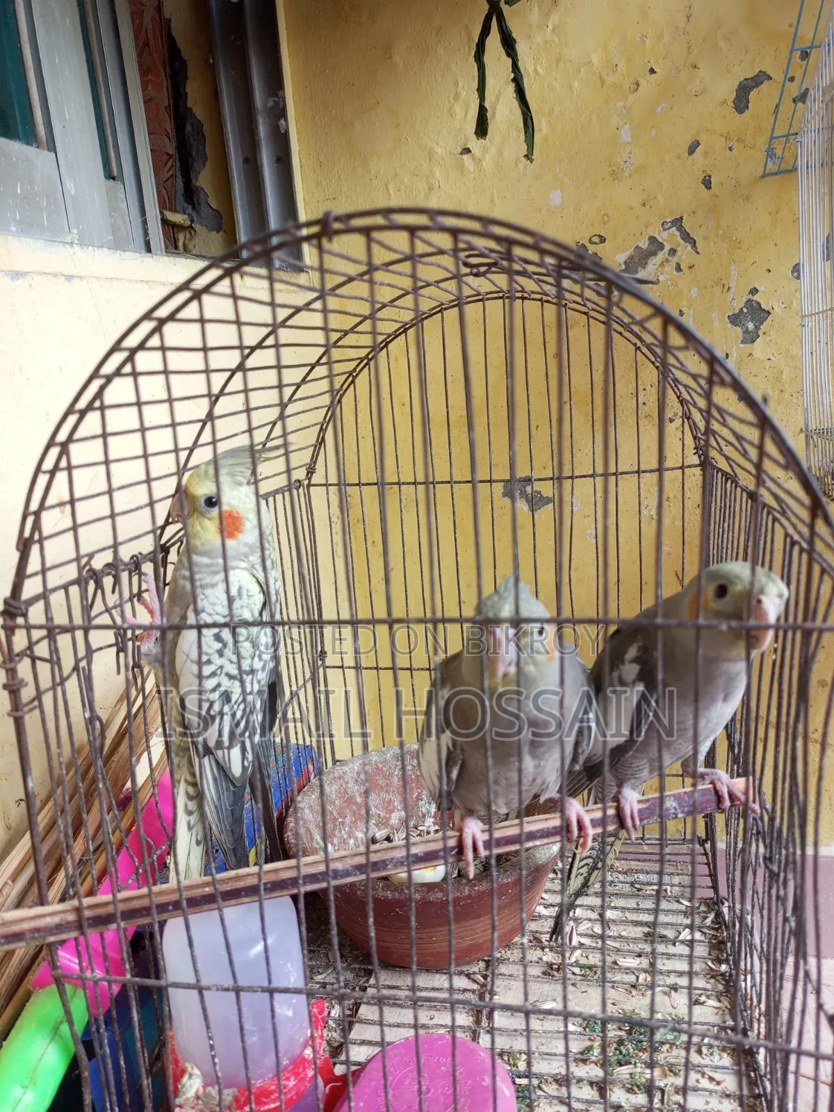 ককাটেইল পাখি