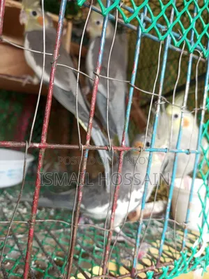 ককাটেইল পাখি