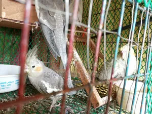 ককাটেইল পাখি