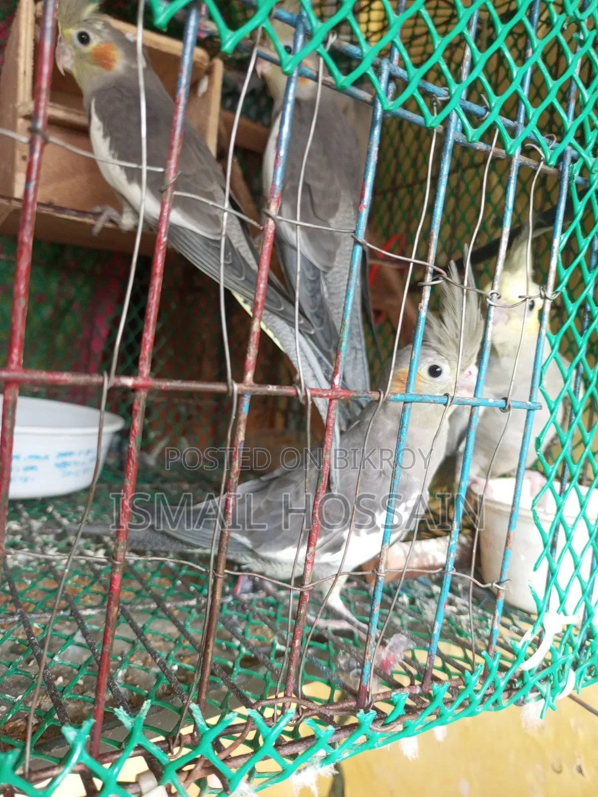 ককাটেইল পাখি
