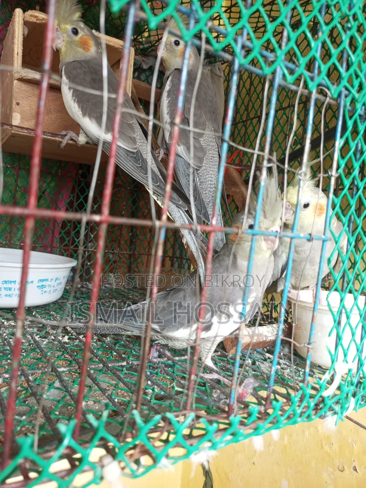 ককাটেইল পাখি