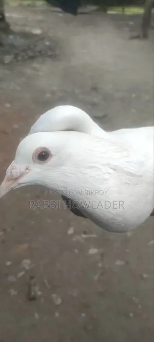 Sada Recar.