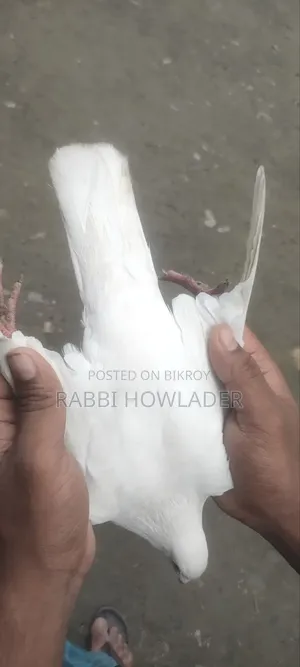 Sada Recar.