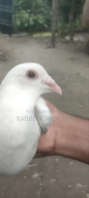 Sada Recar.