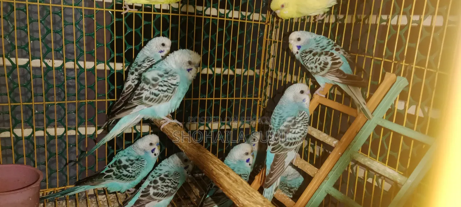 Budgie Bird