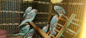 Budgie Bird