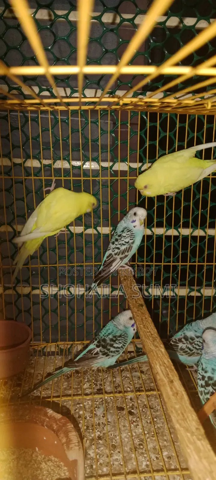 Budgie Bird