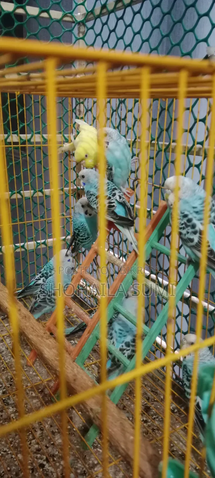 Budgie Bird
