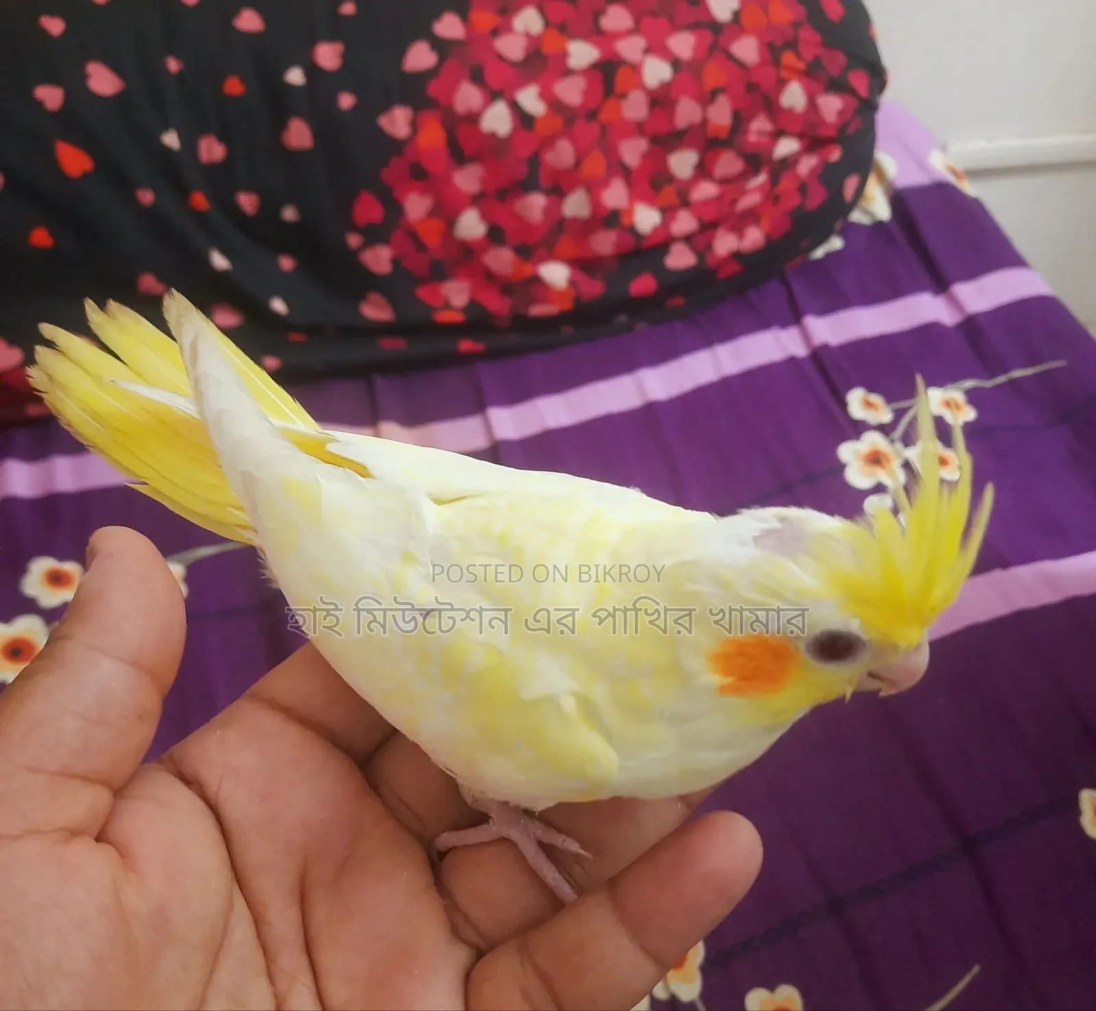 ককাটেল লুটিনো পাল ( টেম সাইজের বেবি)