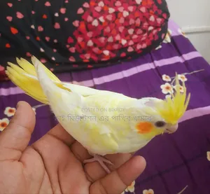 ককাটেল লুটিনো পাল ( টেম সাইজের বেবি)