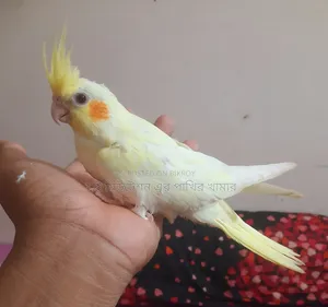 ককাটেল লুটিনো পাল ( টেম সাইজের বেবি)