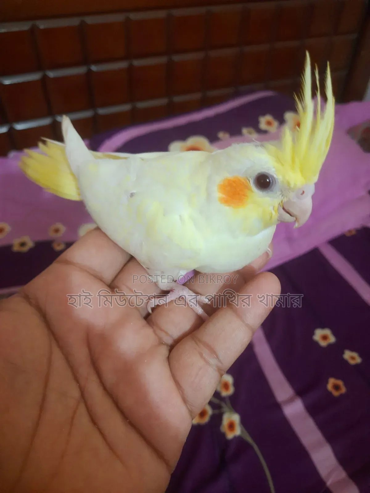ককাটেল লুটিনো পাল ( টেম সাইজের বেবি)
