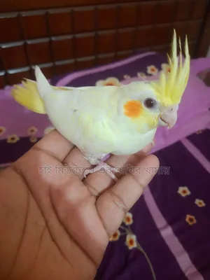ককাটেল লুটিনো পাল ( টেম সাইজের বেবি)
