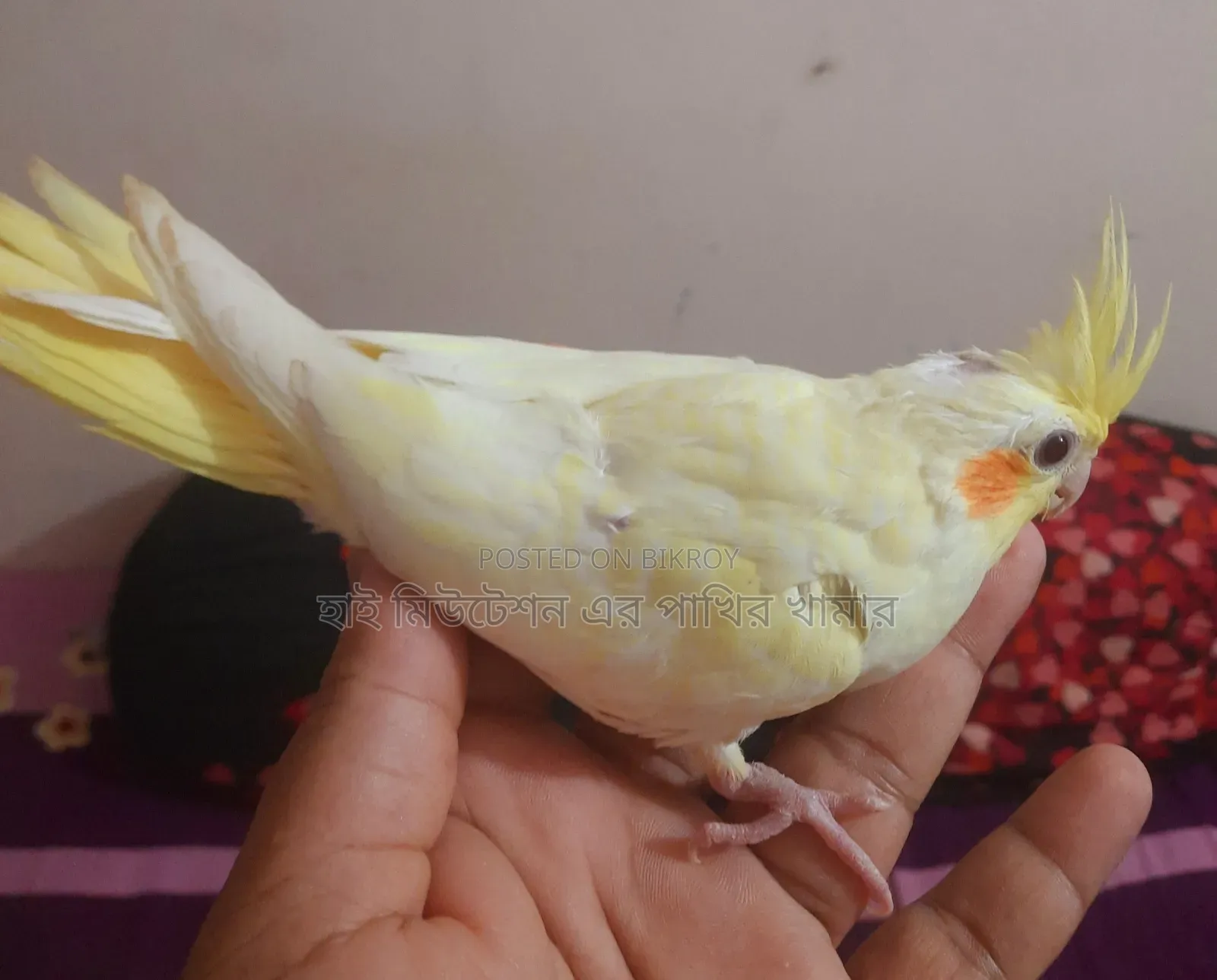 ককাটেল লুটিনো পাল ( টেম সাইজের বেবি)
