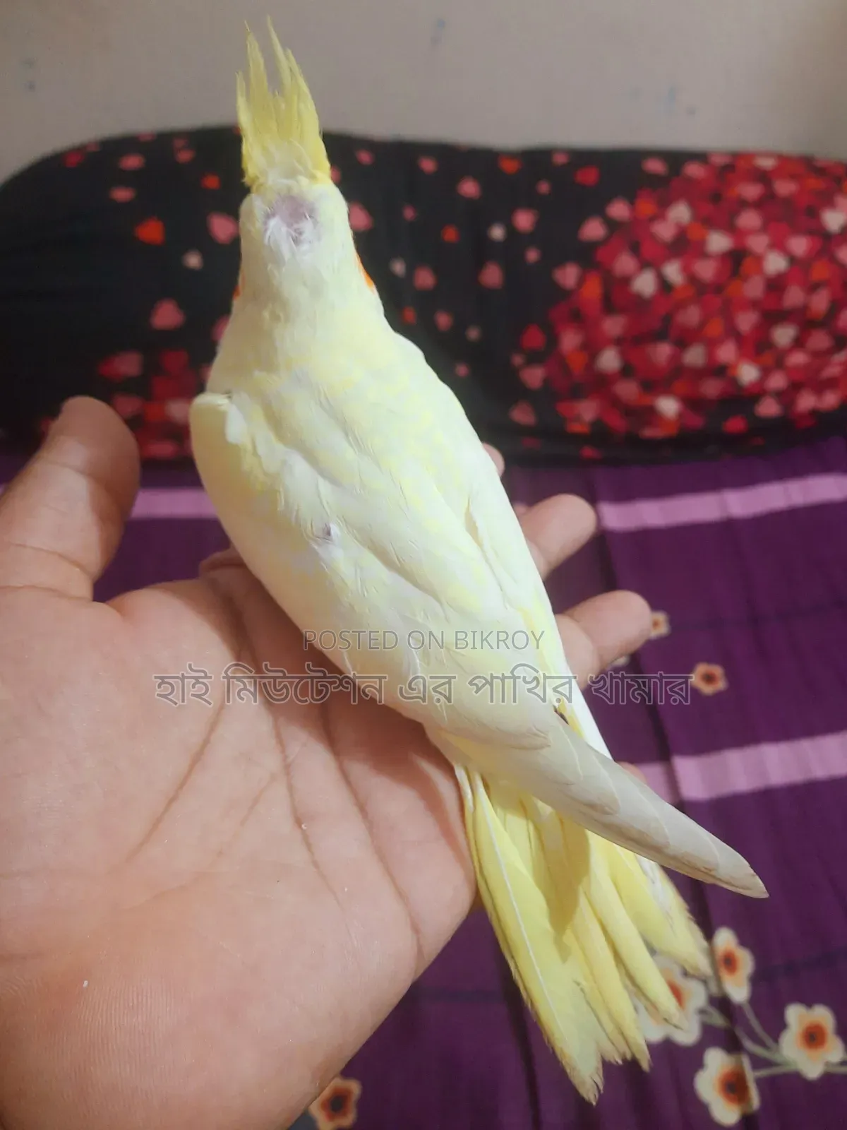 ককাটেল লুটিনো পাল ( টেম সাইজের বেবি)