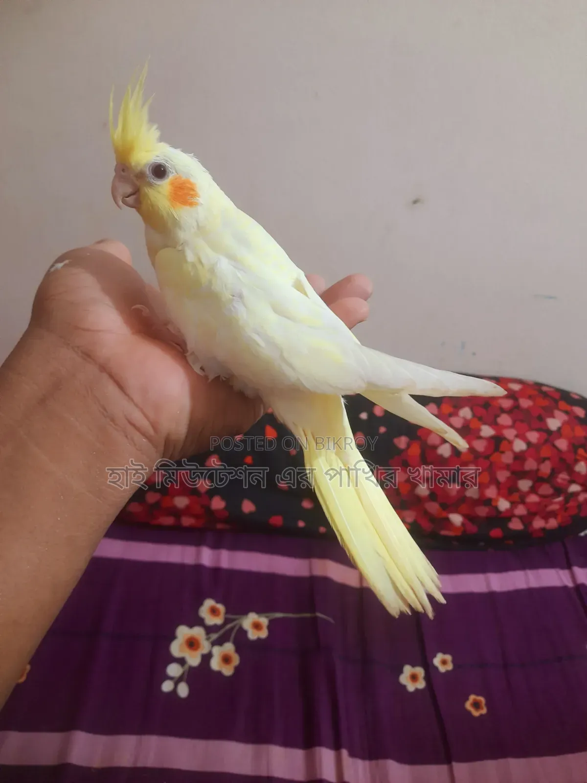 ককাটেল লুটিনো পাল ( টেম সাইজের বেবি)