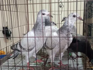 Grizzle Racer Chicks