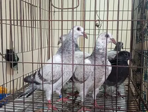Grizzle Racer Chicks