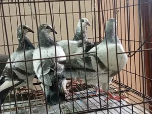 Grizzle Racer Chicks