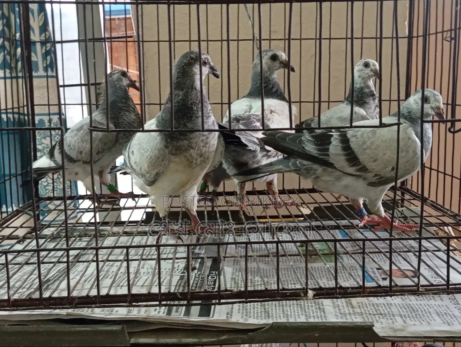 Grizzle Racer Chicks