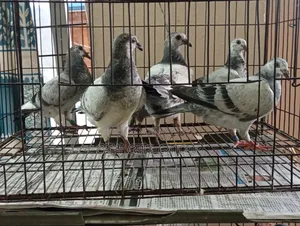 Grizzle Racer Chicks