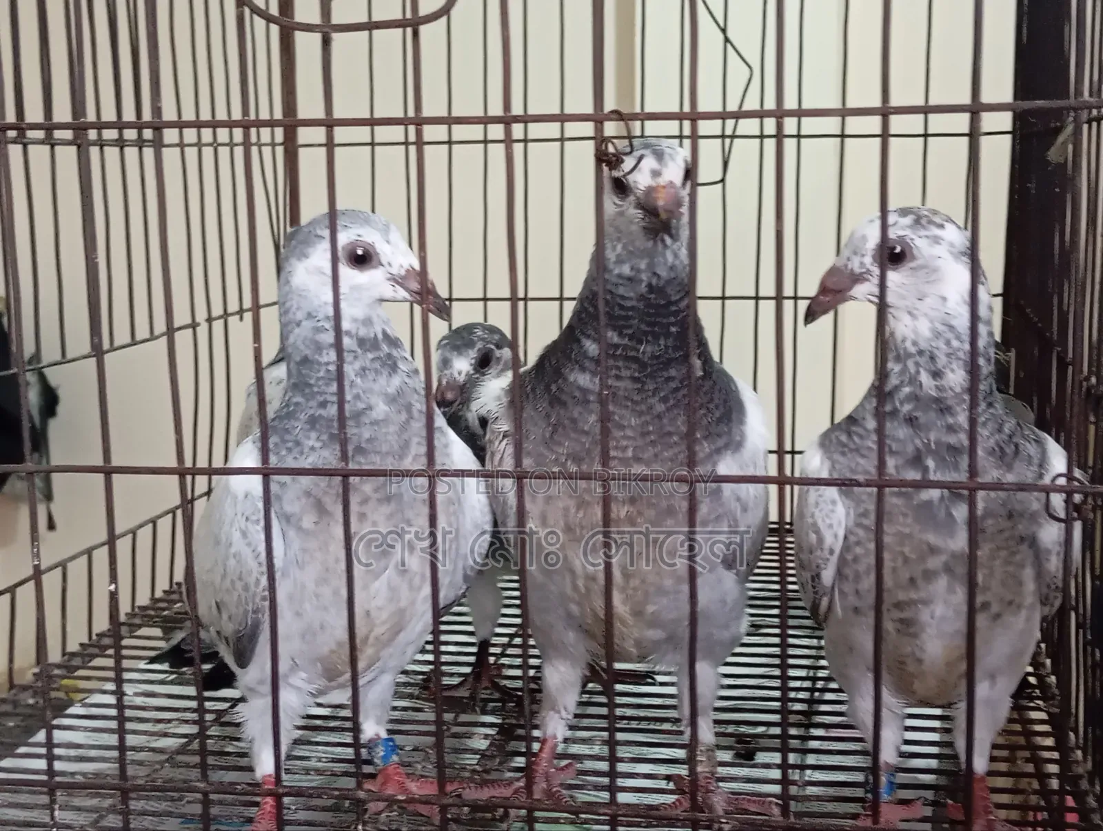 Grizzle Racer Chicks