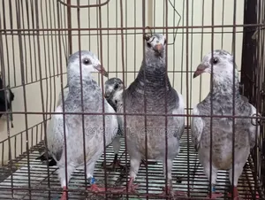 Grizzle Racer Chicks