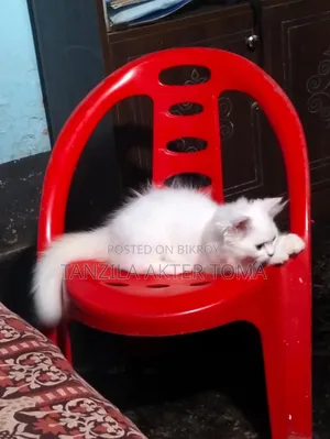 1-3 Months Female Purebred Persian