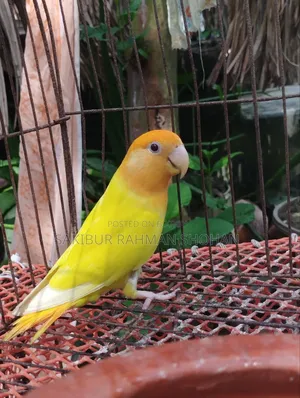 এক পিস লাভবার্ডস পাখি বিক্রি